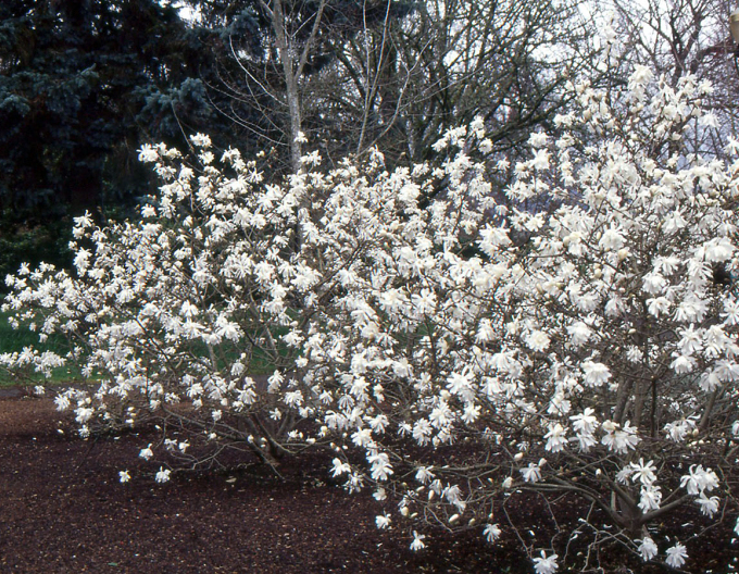 Šácholan Stellata