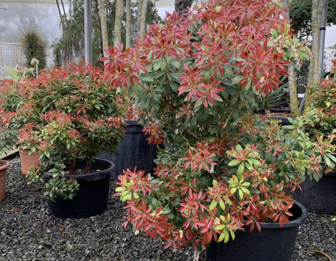 Pieris japonský ´Mountain Fire´
