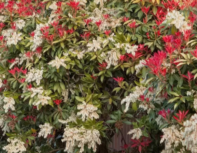 Pieris japonský ´Mountain Fire´