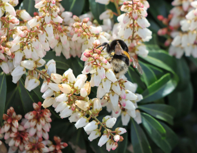 Pieris japonský Bonfire