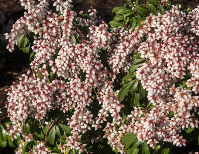 Pieris japonský Bonfire