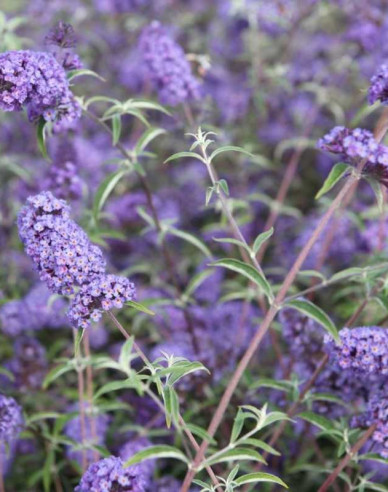 Motýlí keř, Komule Davidova Nanho Blue