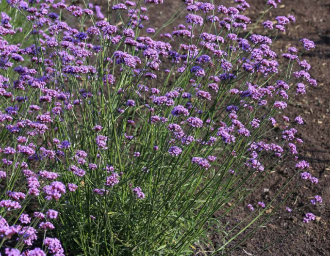 Verbena, sporýš argentinský