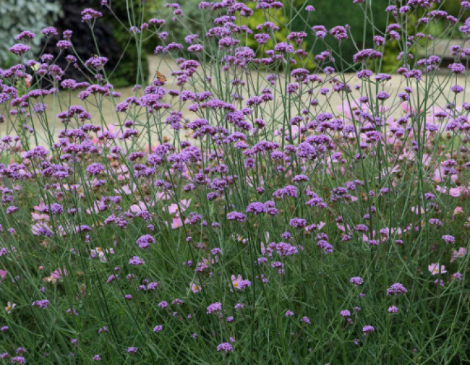 Verbena, sporýš argentinský