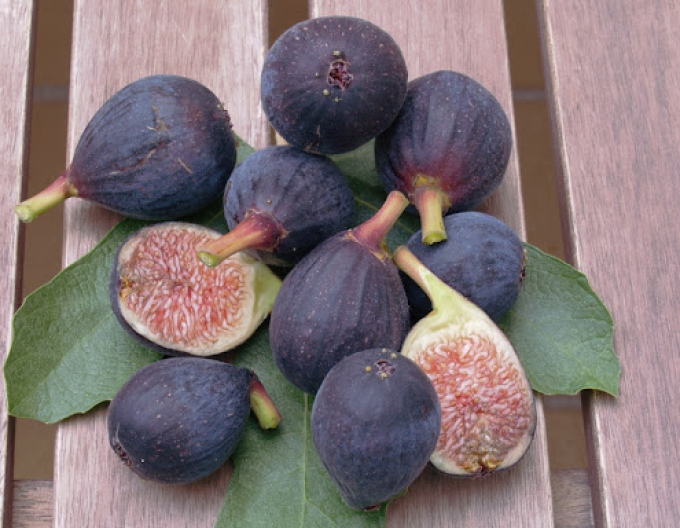 Fíkovník Rouge de Bordeaux