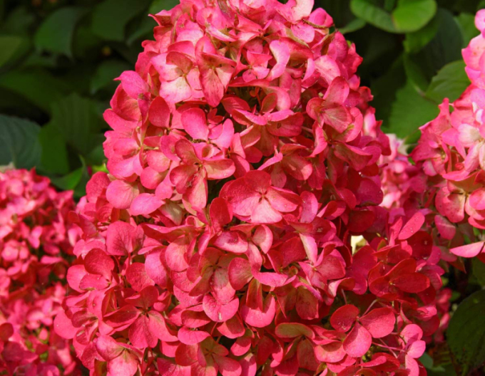 Hortenzie Wim´s Red´