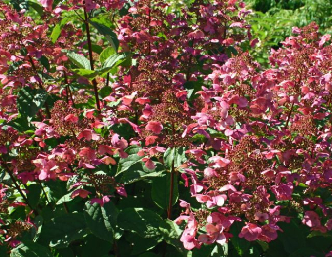 Hortenzie Wim´s Red´