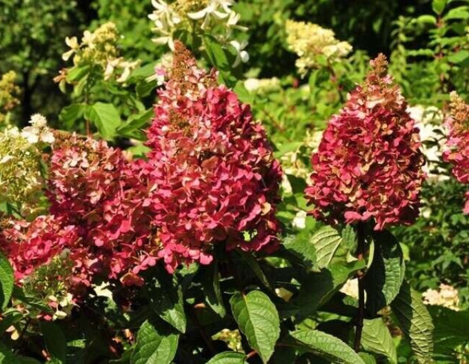 Hortenzie Wim´s Red´