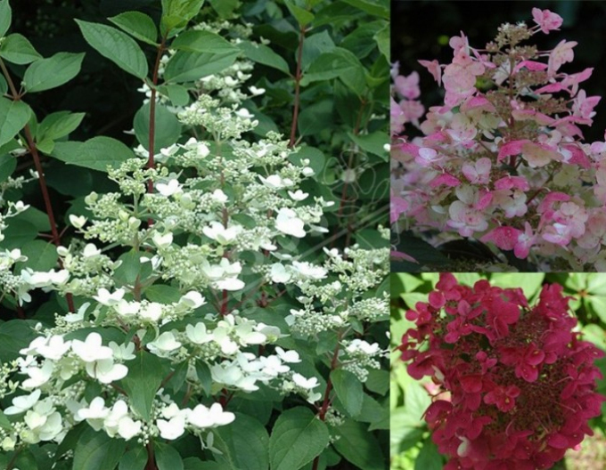 Hortenzie Wim´s Red´