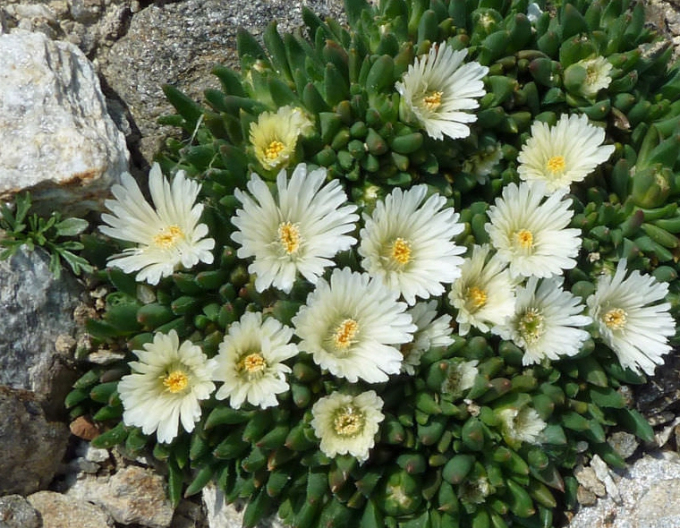 Delosperma White Nugget