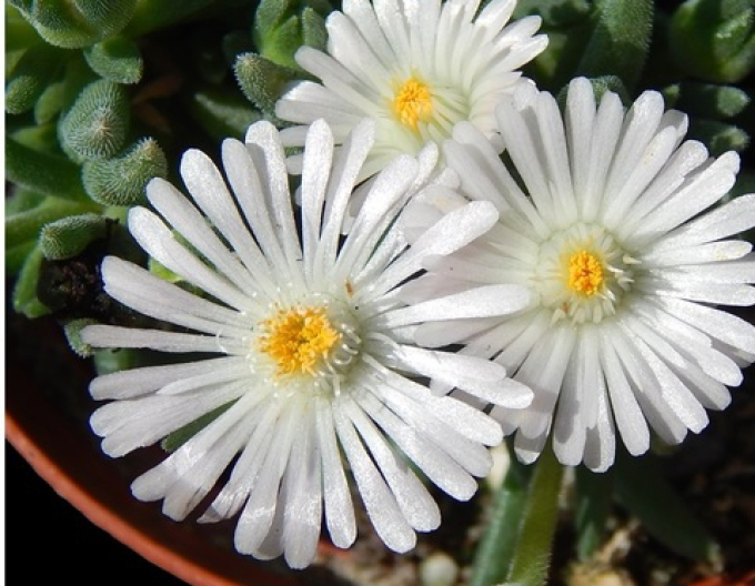 Delosperma White Nugget