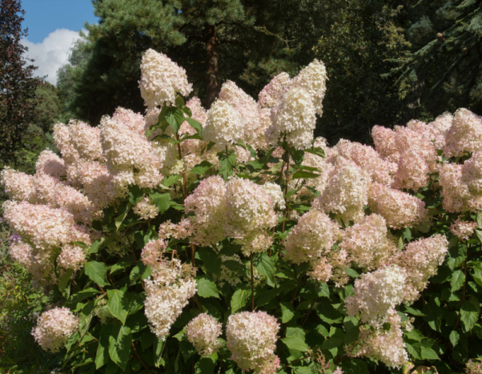 Hortenzie latnatá Phantom