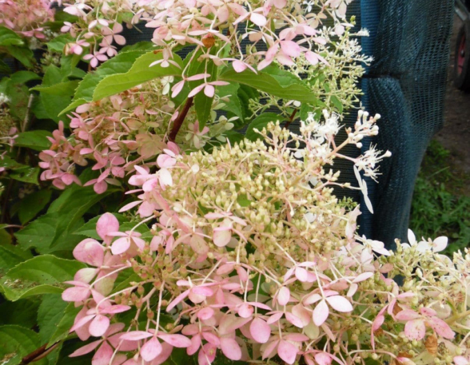 Hortenzie latnatá Phantom