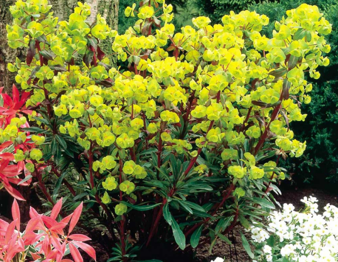 Mlékovec Purpurea