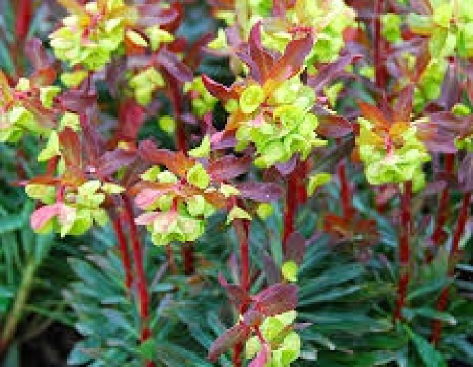 Mlékovec Purpurea