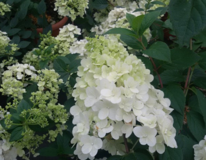 Hortenzie Diamantino