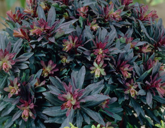 Mlékovec Purpurea