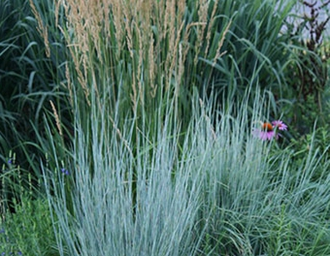 Vousatice metlatá  Prairie Blues