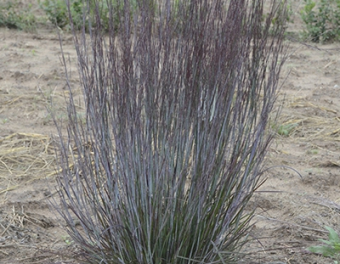 Vousatice metlatá  Prairie Blues