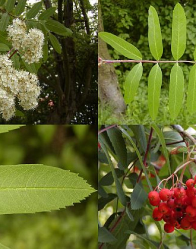 Jeřáb ptačí, jeřabina ’Moravský sladkoplodý’, Stromková, prostok.