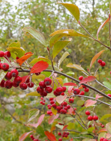 Jeřáb ptačí, jeřabina ’Moravský sladkoplodý’, Stromková, prostok.