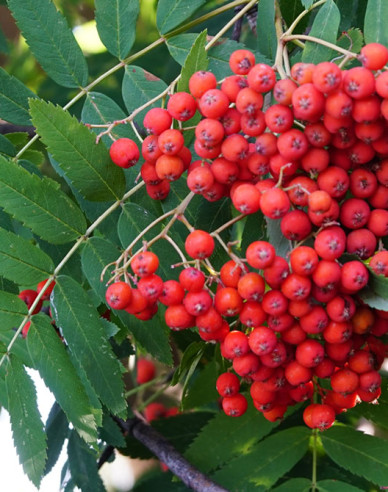 Jeřáb ptačí, jeřabina ’Moravský sladkoplodý’, Stromková, prostok.