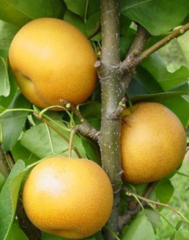 Asijská letní hruška Hosui, podn. Hruška planá, prostok.