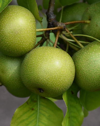 Asijská hruška Nijisseiki letní, podn. Hruška planá, prostok.