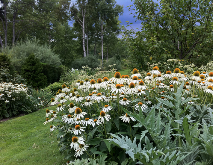 Třapatkovka nachová ´White Swan´