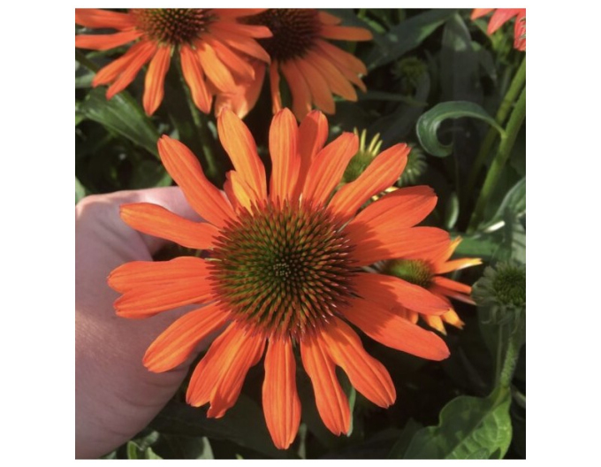 Třapatkovka nachová Lakota Orange