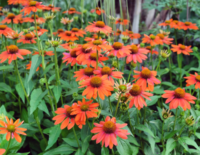 Třapatkovka nachová Lakota Orange
