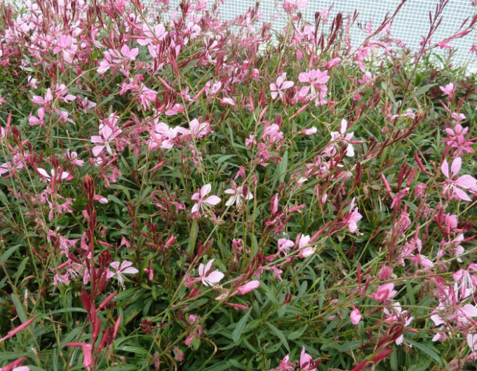 Gaura ´Gaudi Pink´