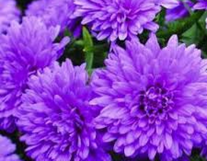 Astra Henry I. Blue