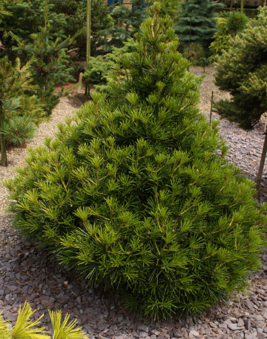 Pajehličník přeslenatý  100/125cm