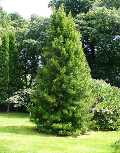 Pajehličník přeslenatý  100/125cm