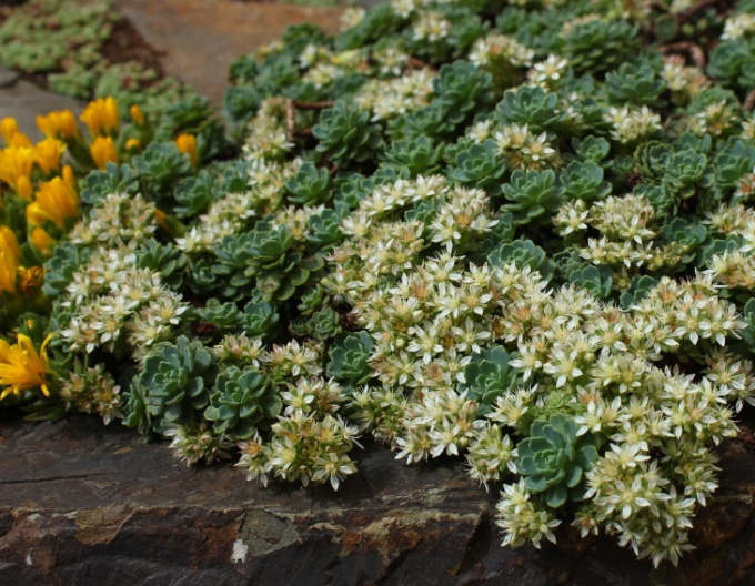 Rozchodník růžkatý - Sedum pachyclados