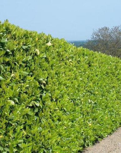 Bobkovišeň lékařská Rotundifolia
