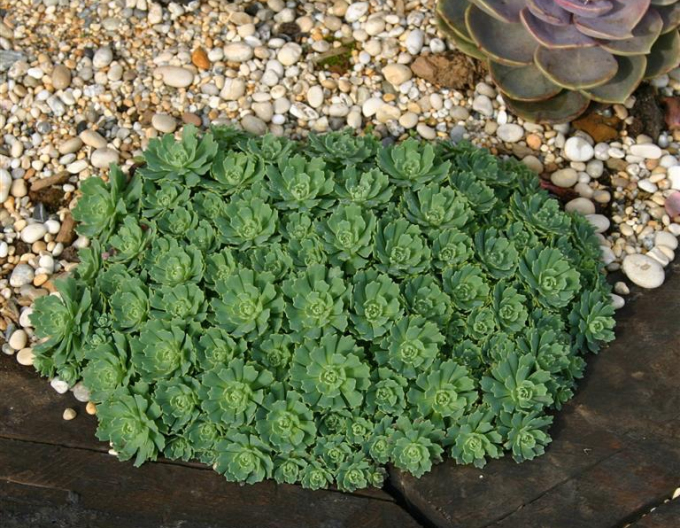 Rozchodník růžkatý - Sedum pachyclados