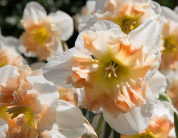 Narcis ´Cum Laude´
