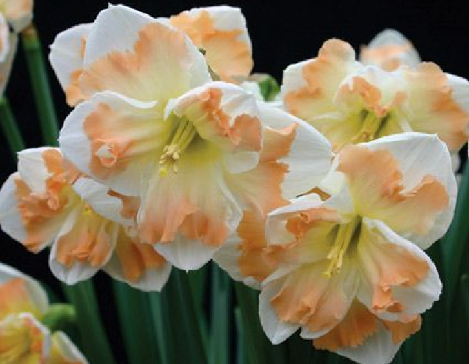 Narcis ´Cum Laude´