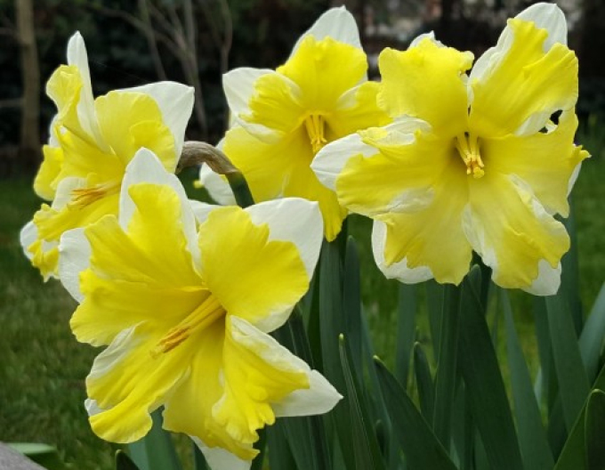 Narcis ´Frileuse´