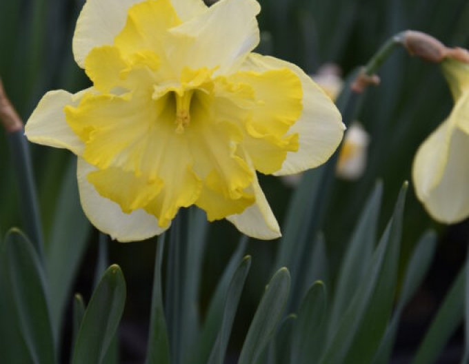 Narcis ´Frileuse´