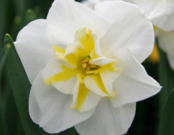 Narcis ´Lemon Beauty´