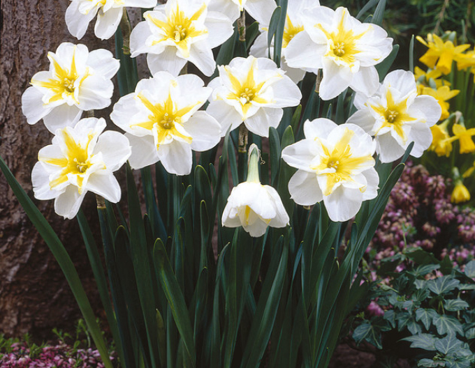 Narcis ´Lemon Beauty´