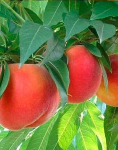 Broskev Springcrest raná, podn. GF677, prostok.