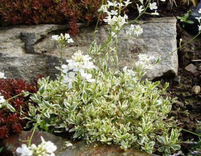 Arabka `Variegata`
