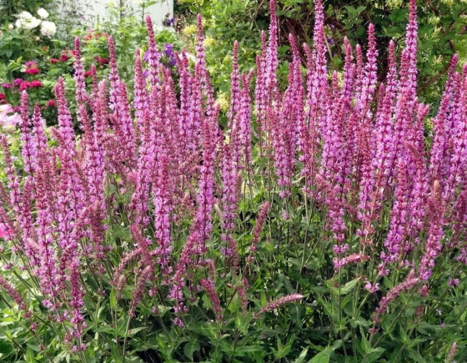 Šalvej ´Rosa Königin´