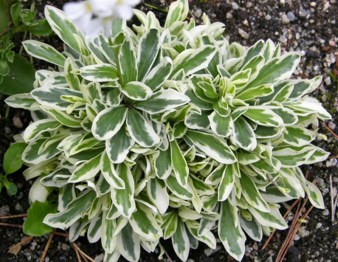 Arabka `Variegata`