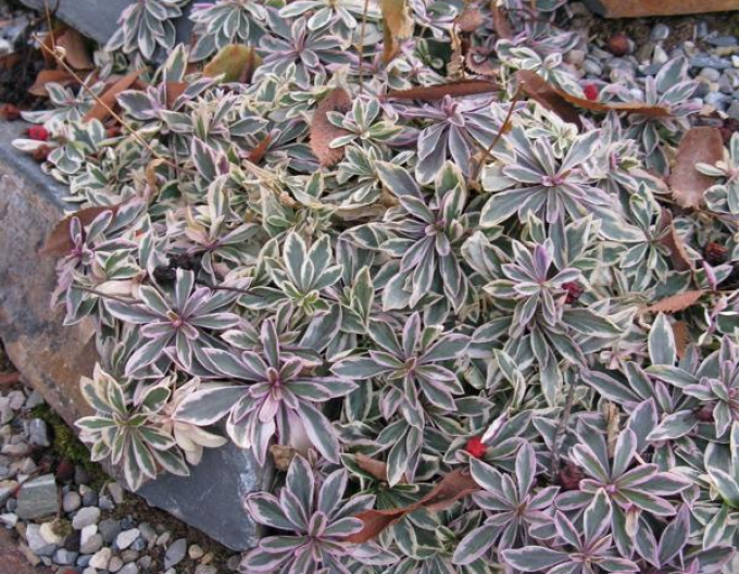 Arabka `Variegata`