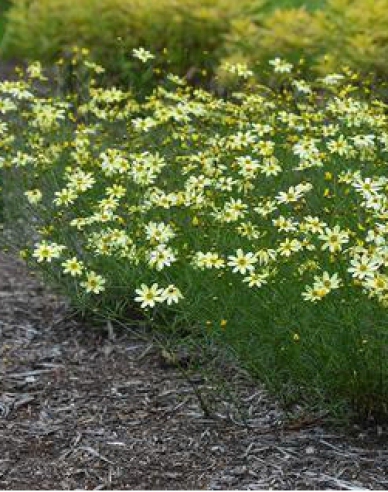 Krásnoočko přeslenité Moonbeam